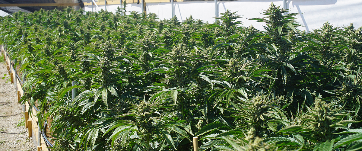 marijuana growing in berkeley