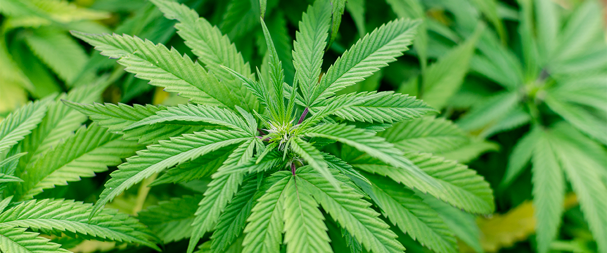 medical marijuana in hawaii