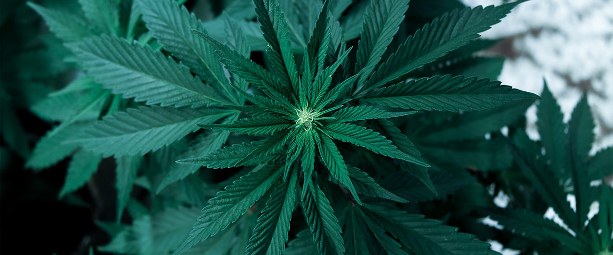 marijuana effect on kidneys