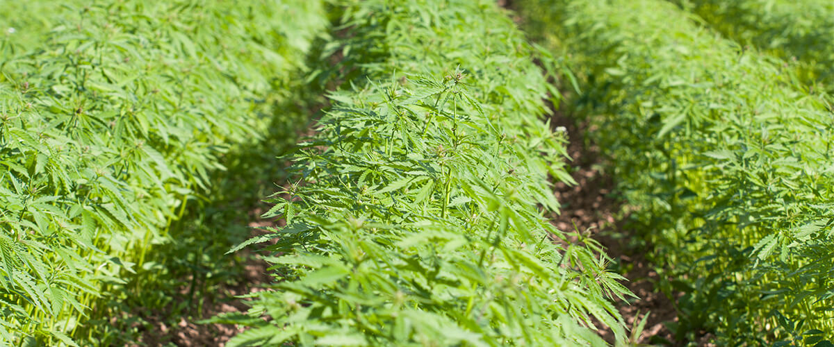 hemp in arizona