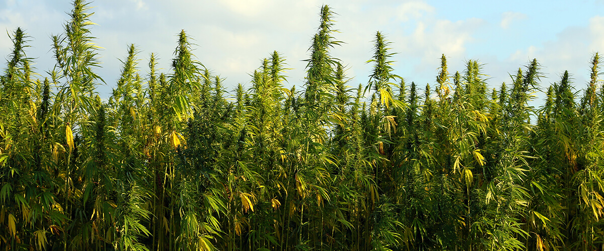 hemp legal in illinois