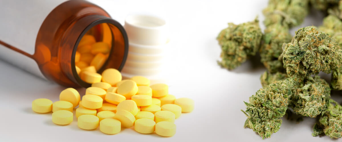 marijuana or opioids pain