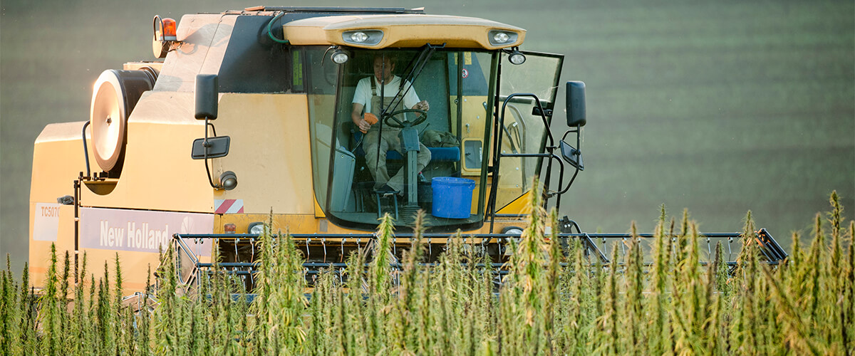 hemp legal farm bill