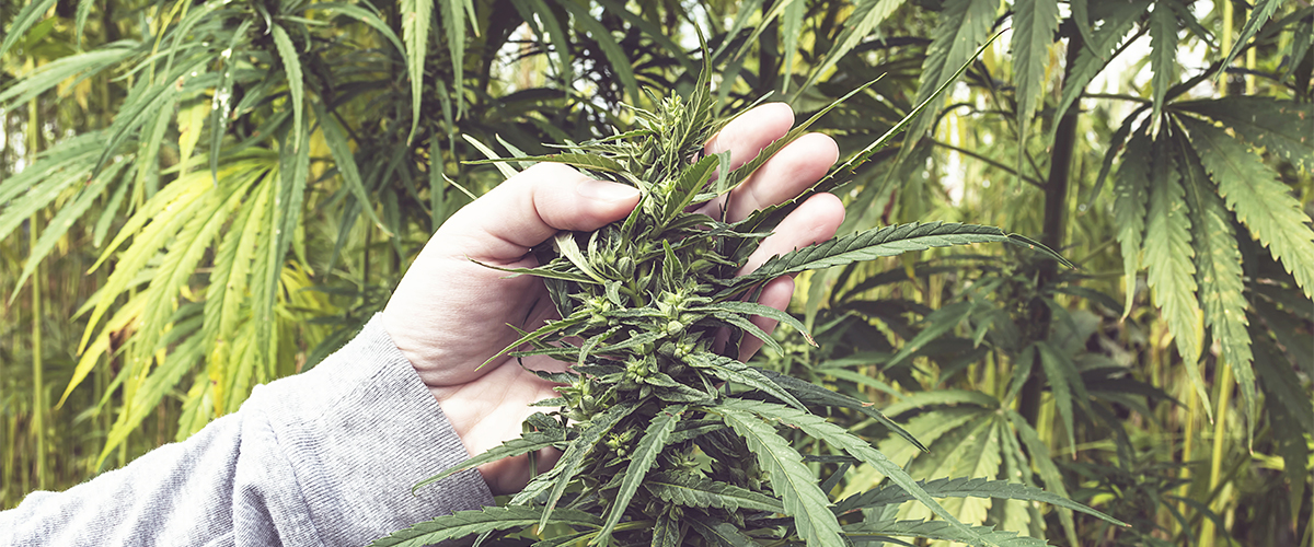 illegal marijuana grow numbers