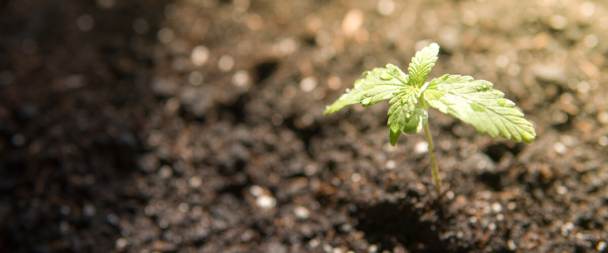 hemp farming legal