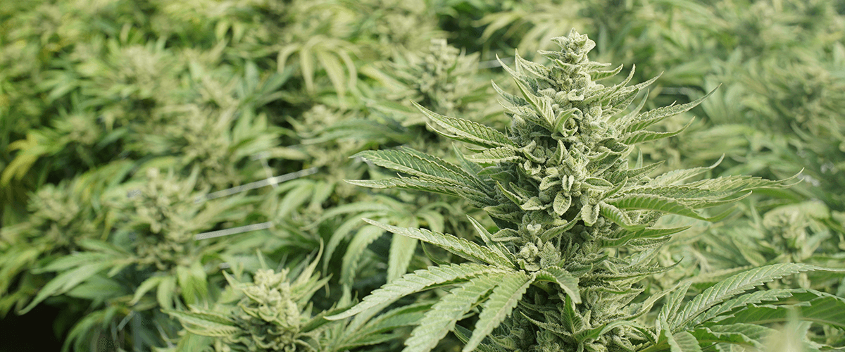 medical cannabis news illinois