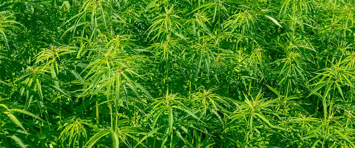 hemp now legal