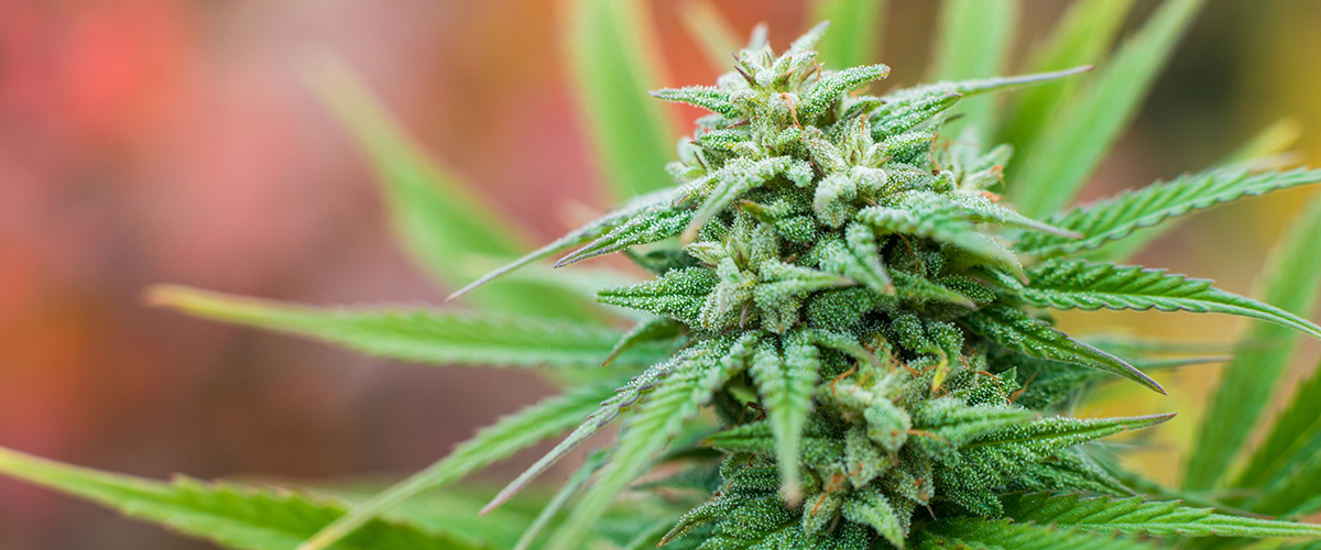 marijuana plant new zealand