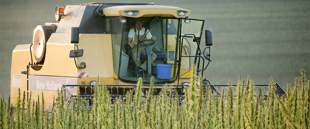 domestic hemp farmer