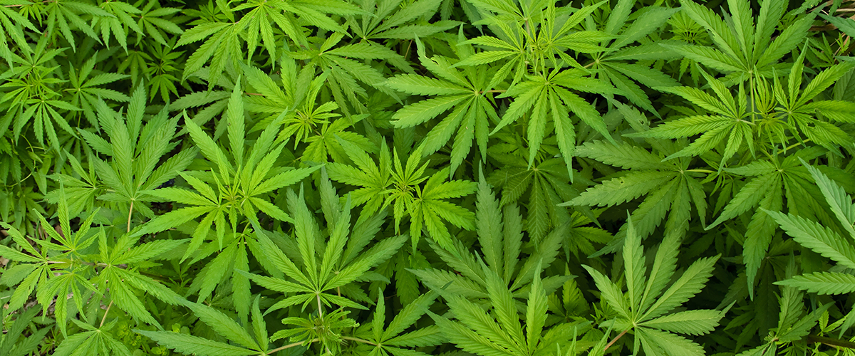 medical marijuana in minnesota