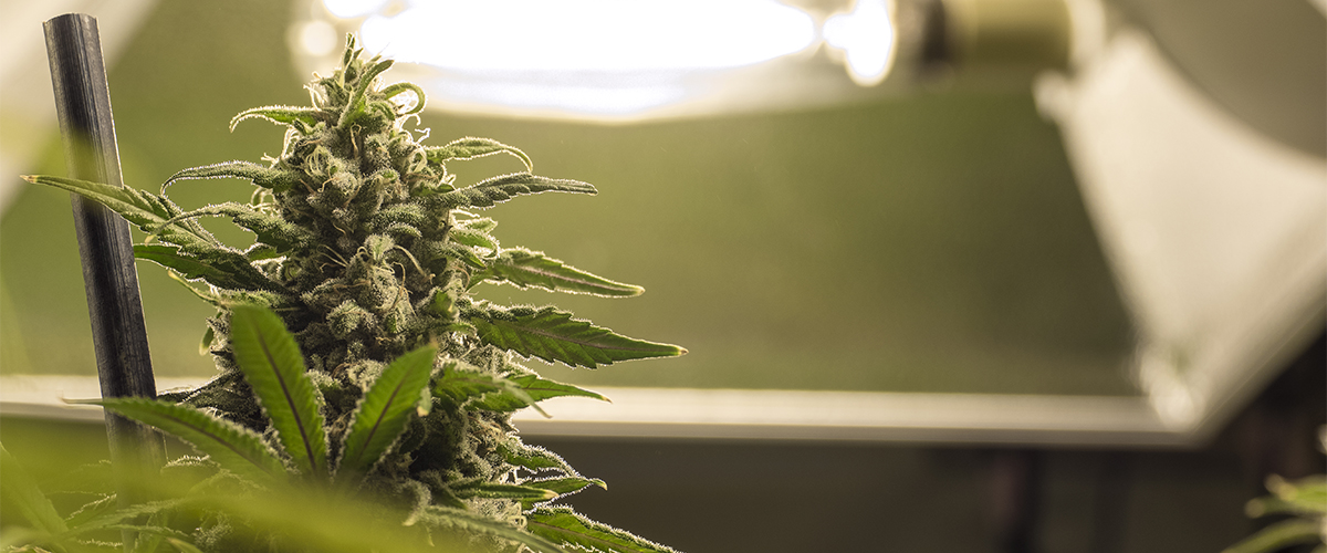 Weed and memory - image of marijuana plant