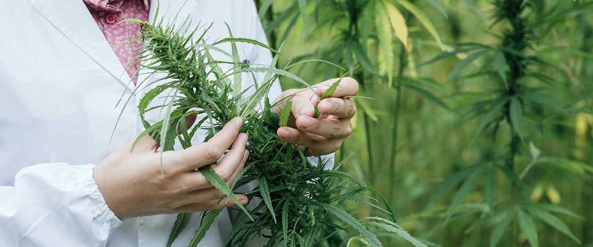 studying hemp