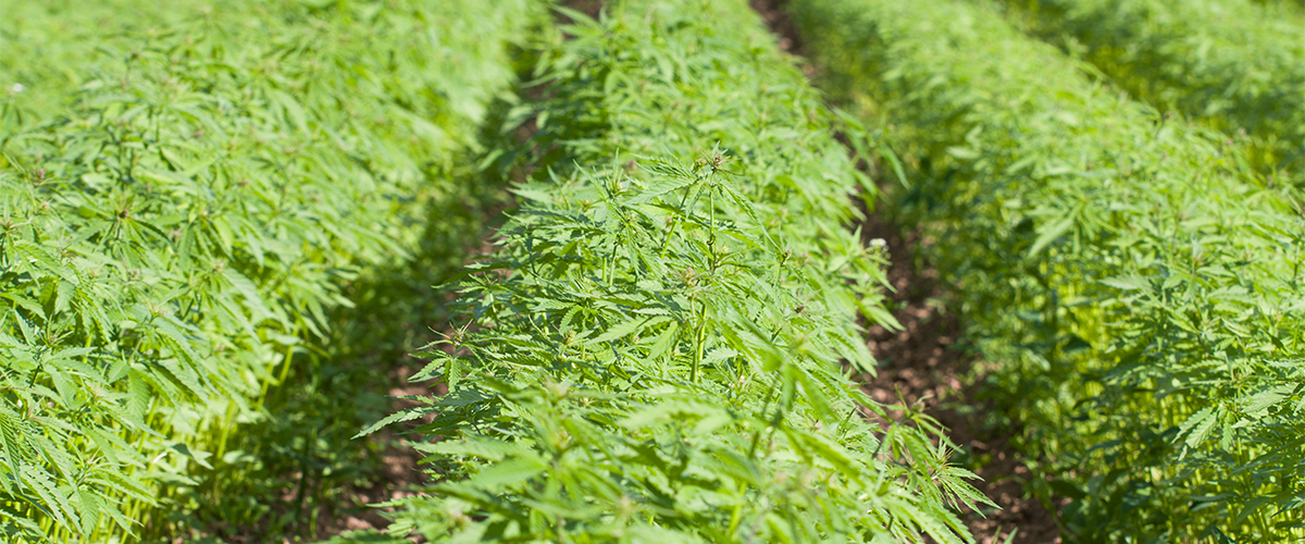 field of hemp