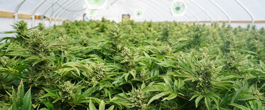 New York Marijuana Cultivation Job