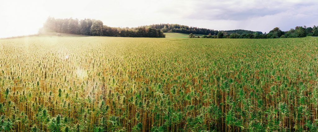 Hemp acreage U.S.